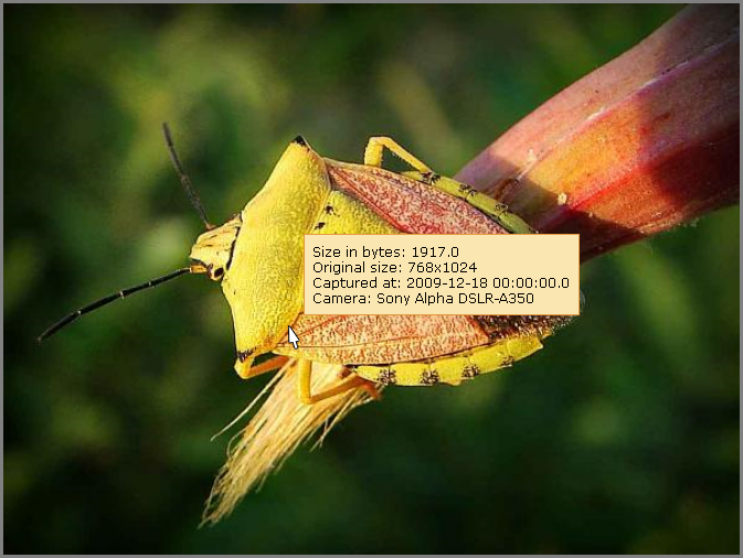 Tooltip